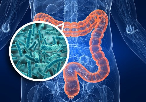 Flora intestinal y regulación del peso